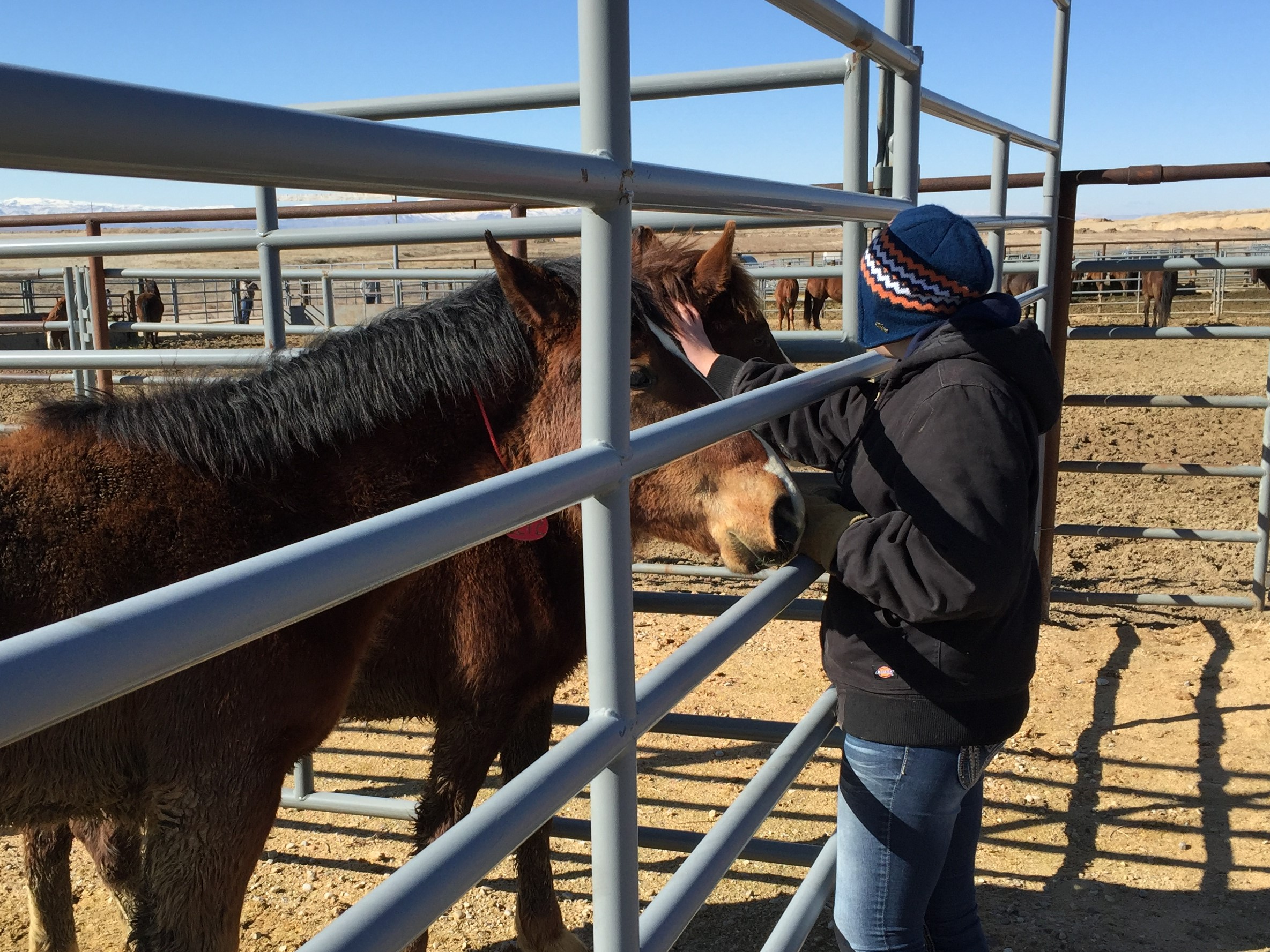 Gathered Idaho wild horses available for viewing and adoption Bureau of Land Management